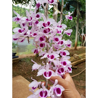 Hoa lan phi điệp
