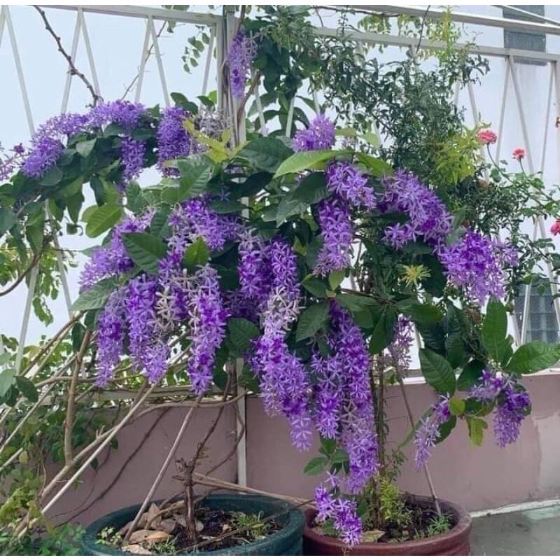 cây hoa mai Xanh Thái (3 bầu cây)