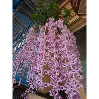 Hoa lan phi điệp(1 bó 10than đủ màu)