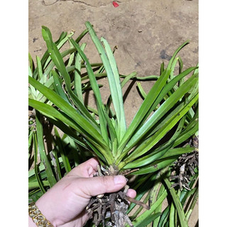 hoa lan Đuôi Chồn(1 cây)