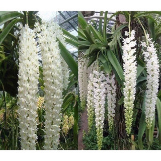 hoa lan Đuôi Chồn(1 cây)