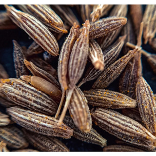 HẠT THÌ LÀ CUMIN SEED