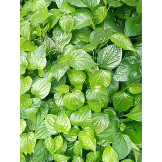 lá lốt tươi 1kg