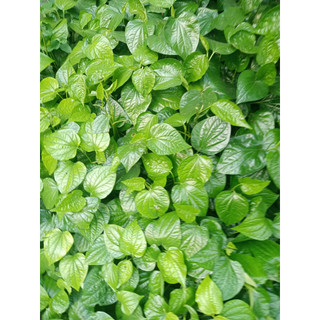 Lá lốt tươi 1kg