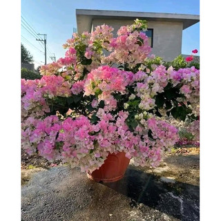 Cây giống hoa giấy Sakura, phớt hồng