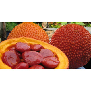 1kg Hạt gấc
