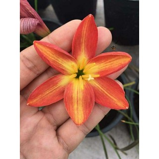 Củ huệ mưa Rustic Ray hoa cam sọc vàng
