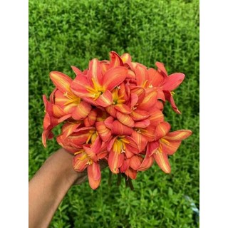 Củ huệ mưa Rustic Ray hoa cam sọc vàng