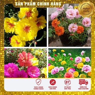 Hạt Giống Hoa Mười Giờ Mỹ-PORTULACA Mix - 50 hạt