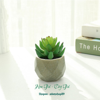 Sen đá giả chậu sứ xanh trang trí decor (cả cây và chậu)