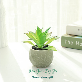 Sen đá giả chậu sứ xanh trang trí decor (cả cây và chậu)