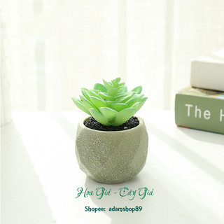 Sen đá giả chậu sứ xanh trang trí decor (cả cây và chậu)