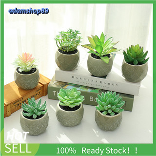 Sen đá giả chậu sứ xanh trang trí decor