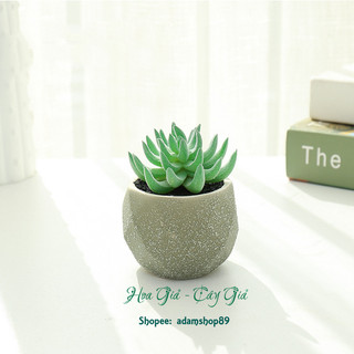 Sen đá giả chậu sứ xanh trang trí decor (cả cây và chậu)