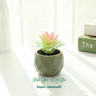 Sen đá giả chậu sứ xanh trang trí decor (cả cây và chậu)