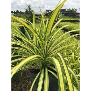 Dứa vạn phát, dứa sọc vàng, combo 1 cây, 3 cây, 5 cây