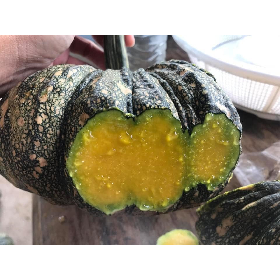 35 HẠT GIỐNG BÍ NGÔ DA CÓC VỎ HOA SIÊU NGỌT