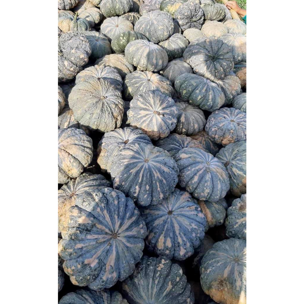 35 HẠT GIỐNG BÍ NGÔ DA CÓC VỎ HOA SIÊU NGỌT