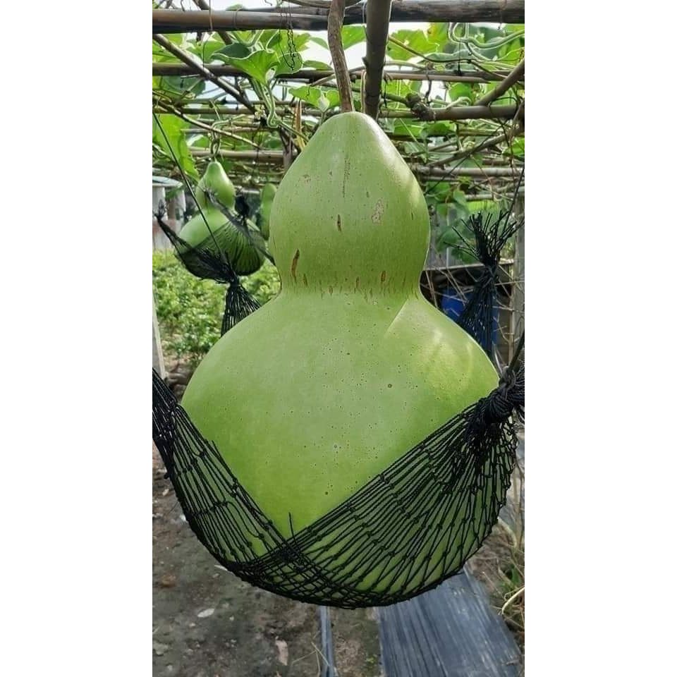 HẠT GIỐNG BẦU HỒ LÔ KHỔNG LỒ
