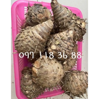 01 kg củ nghệ độc thân ,nghệ cô đơn,ngải trắng làm giống tốt cho dạ dày