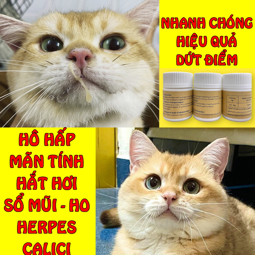 Hô hấp mãn tính mèo Nhỏ mắt mũi nội địa Trung dành cho chó mèo bị sổ mũi hắt hơi, viêm giác mạc, đau mắt, Herpes Calici