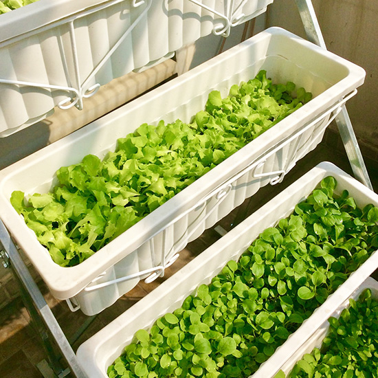 Khay Nhựa Thông Minh Trồng Rau Sạch - Rau Mầm - Trồng Hoa Trang Trí Sân Vườn KT 50cm*18cm*15cm