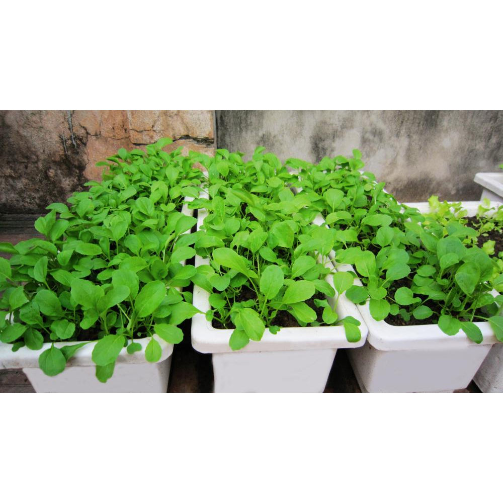 Khay Nhựa Thông Minh Trồng Rau Sạch - Rau Mầm - Trồng Hoa Trang Trí Sân Vườn KT 50cm*18cm*15cm