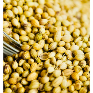HẠT NGÒ CORIANDER SEED