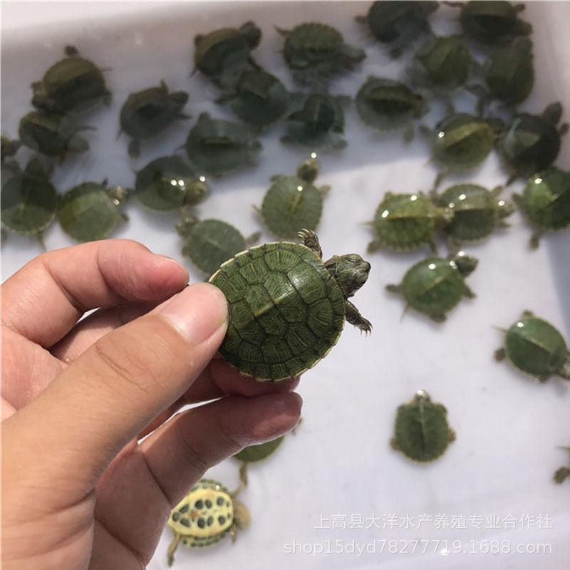 20G Cám Rùa Cảnh-Cá Cảnh->Rùa Mai Xanh Baby
