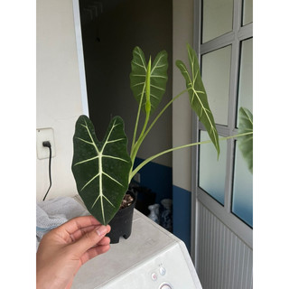 Cây Môn Nhung xanh ( Alocasia Frydek )