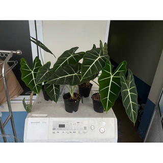 Cây Môn Nhung xanh ( Alocasia Frydek )