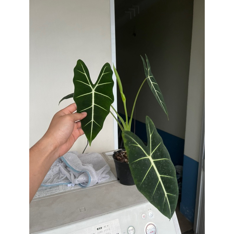 Cây Môn Nhung xanh ( Alocasia Frydek )