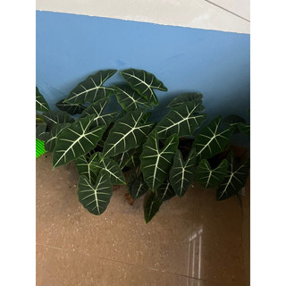 Cây Môn Nhung xanh ( Alocasia Frydek )