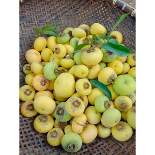 cây giống thị thơm