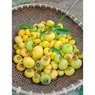 Cây giống thị thơm