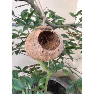 Tổ chim( chào mào, choè, khướu..) tổ ốc, hang bò sát