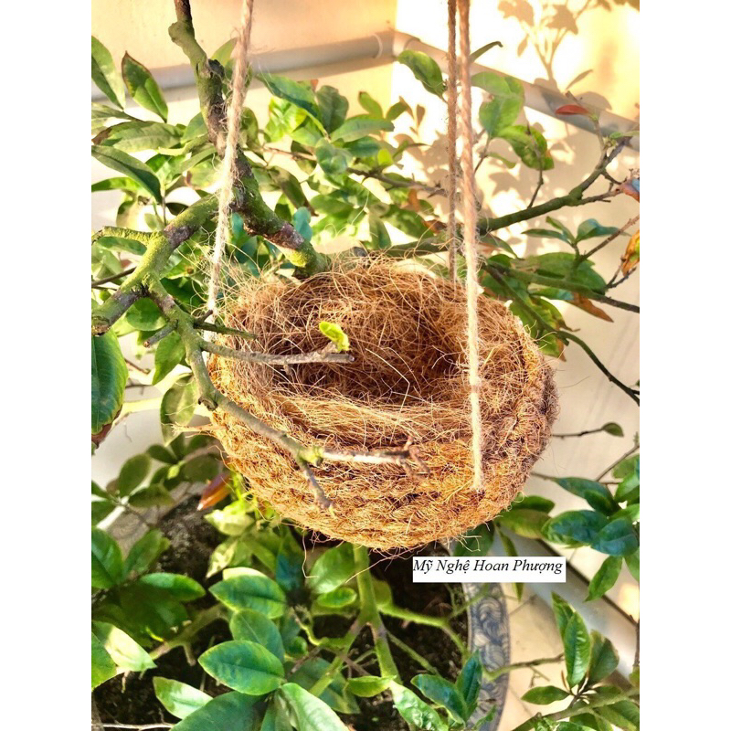 Tổ chim tổ ốc, hang bò sát
