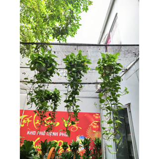 Cây trầu bà treo , cây bình an treo ,cây treo ban công, trang trí ban công phủ xanh không gian lọc không khí