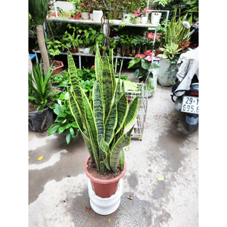 Lưỡi hổ chậu nhựa để sàn 80cm lọc không khí