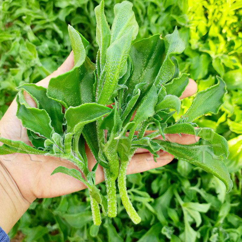 200 Hạt giống rau tuyết sương- Nảy mầm trên 95%