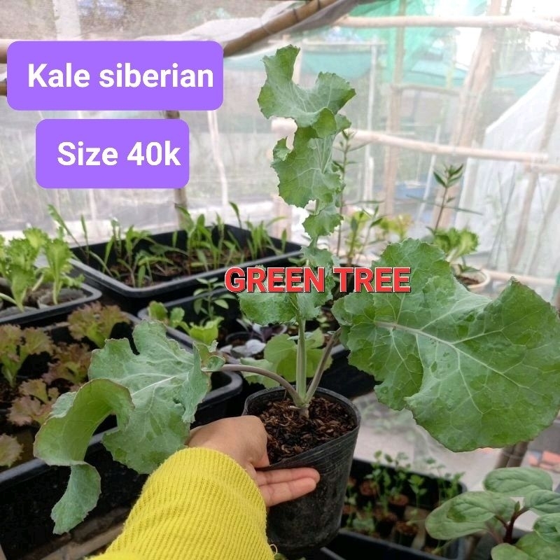 Cây giống cải kale tree vate đỏ, siberian, xoăn xanh(size vừa)