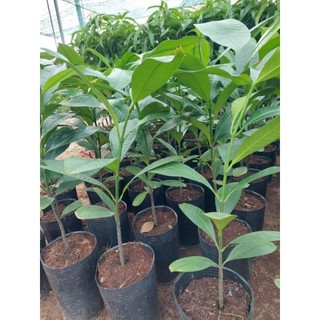 Cây măng cụt Bến Tre