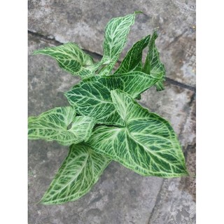 Trầu bà lá sọc, Syngonium Batik