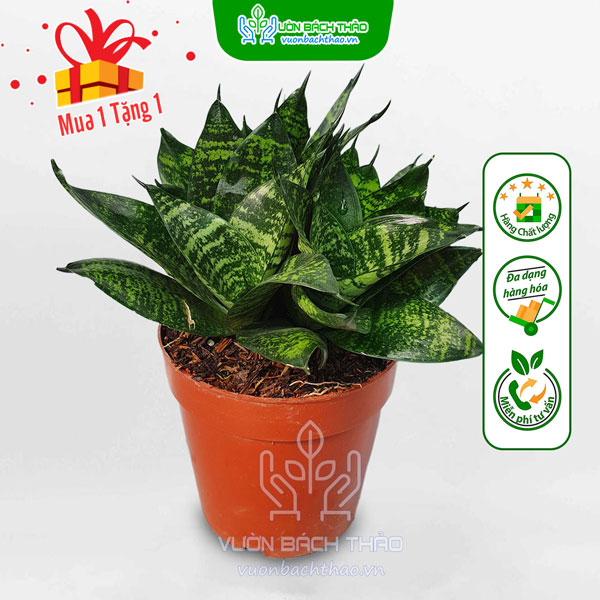 Cây lưỡi mèo thái đẹp dễ trồng và dễ chăm sóc