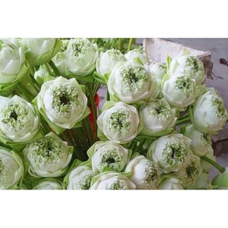 2 cây giống hoa sen trắng kép thu bông