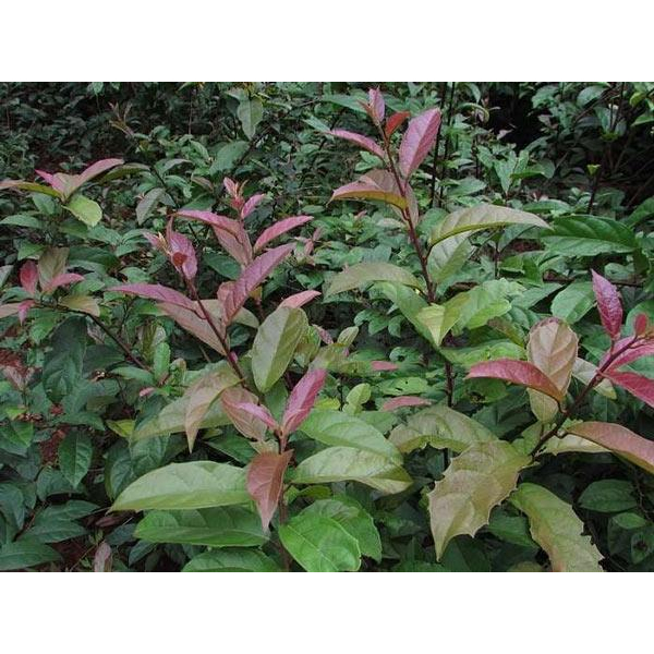 Cây Xạ Đen combo 3 cây