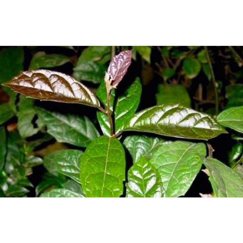 Cây Xạ Đen combo 3 cây