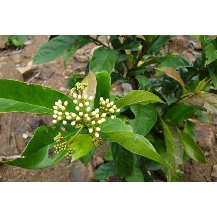 Cây Xạ Đen combo 3 cây