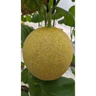Dưa lưới vàng Kim Ngọc Đường-(1,2~1,3kg/trái)-Trồng trong nhà lưới