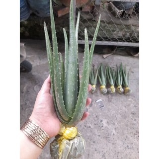 combo 10 cây nha đam mỹ size nhỡ